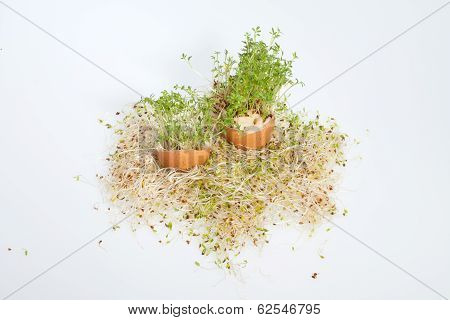 Fresh Alfalfa Sprouts and Spring Easter Egg