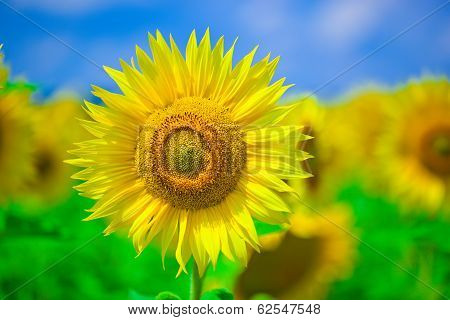 sunflower