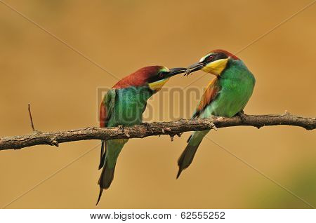 Bee eater