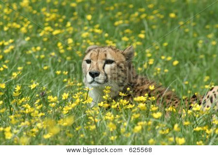 Gepard