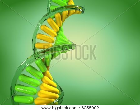 Dna 的结构