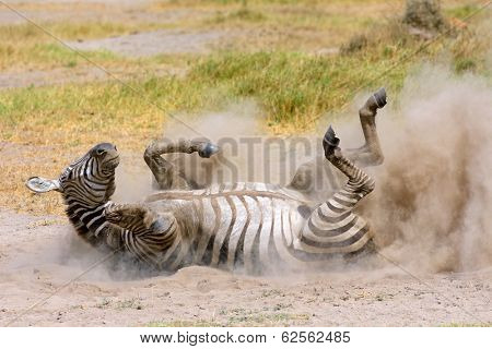 Plains zebra (Equus burchelli) rolling in dust, Amboseli National Park, Kenya