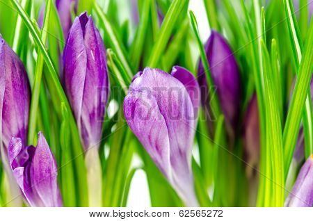 Crocus