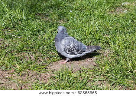Pigeon On The Grass
