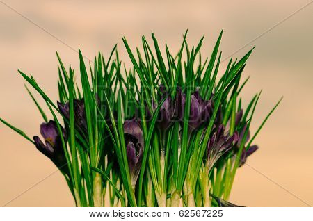 Crocus