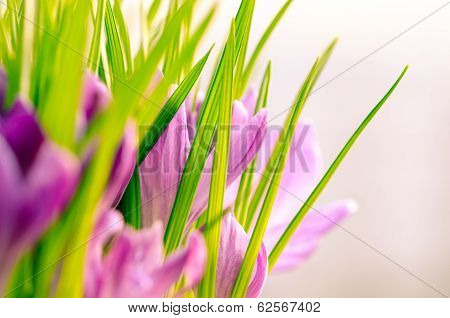 Crocus