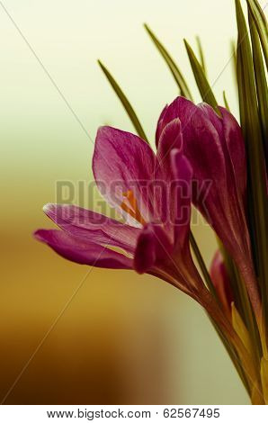 Crocus