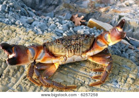 Zee Stone Crab aanval