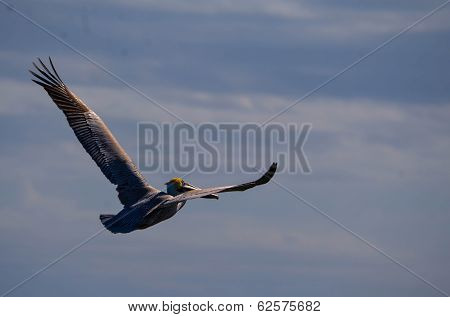 Pelican in Flight