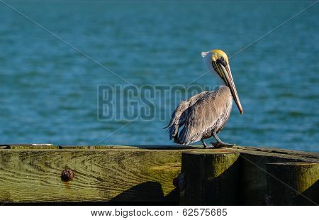 Pelican on the Beam