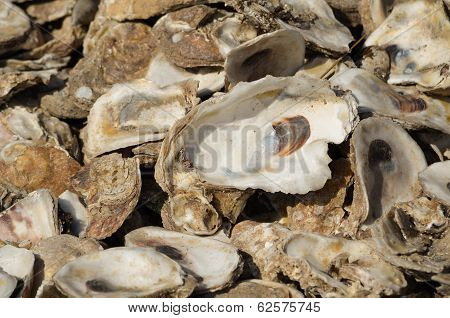 Oyster Shells