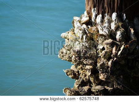 Barnacles  on a Piling