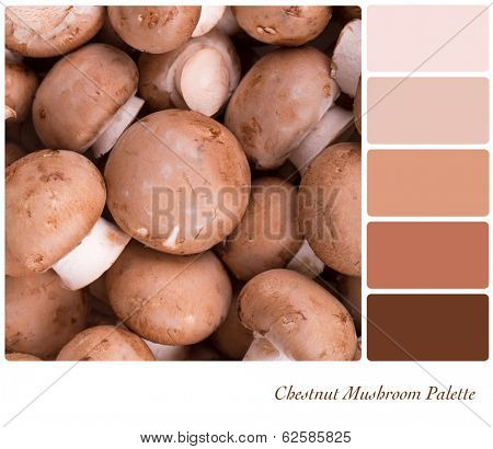 A background of fresh chestnut mushrooms in a colour palette with complimentary colour swatches