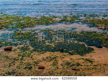 Seaweed on beach