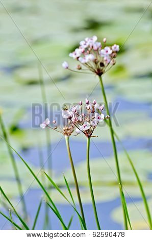Butomus Umbellatus 1