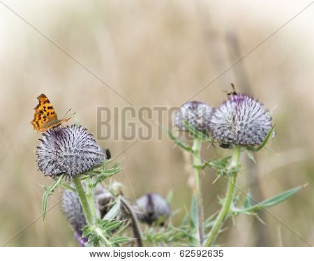 Lesser Fiery Copper (lycaena Thersamon)