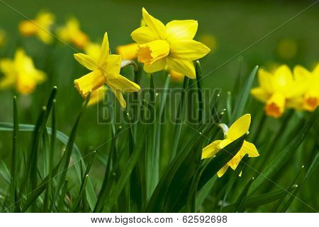 Blooming Yellow Daffodils