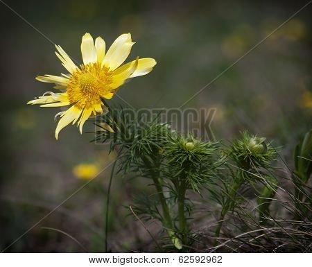 Pheasant's Eye (adonis Vernalis) In Spring Meadow