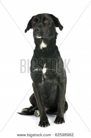 Crossbred Labrador