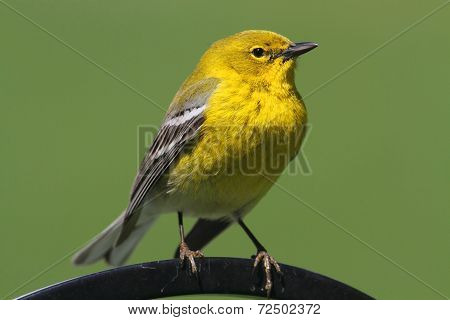 Pine Warbler (dendroica Setophaga Pinus)