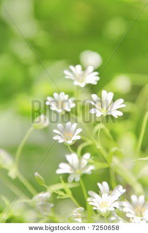 Cerastio fiori