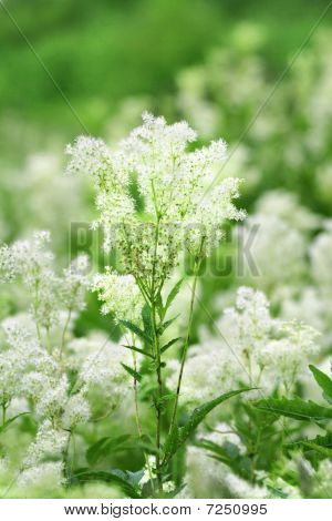 Meadowsweet