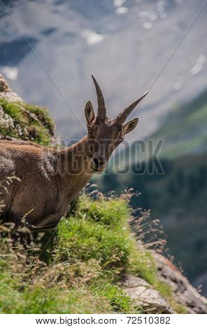 ibex