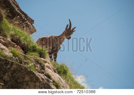ibex