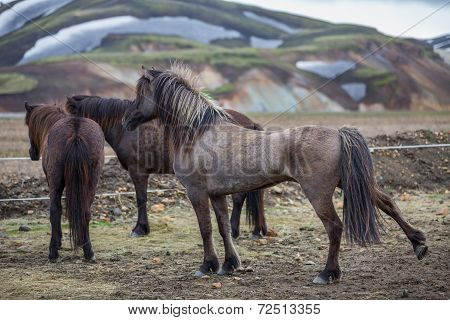Rear view of Icelandic horses group in Landmannalugar unbelievable landscape