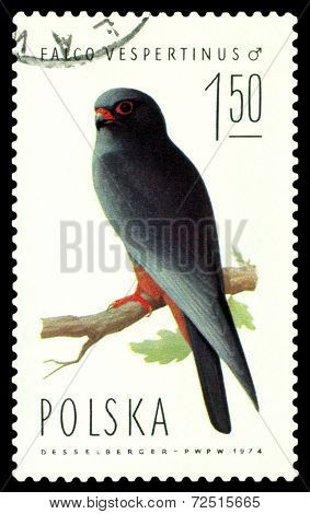 Vintage  Postage Stamp. Falcon  Vespertinus.