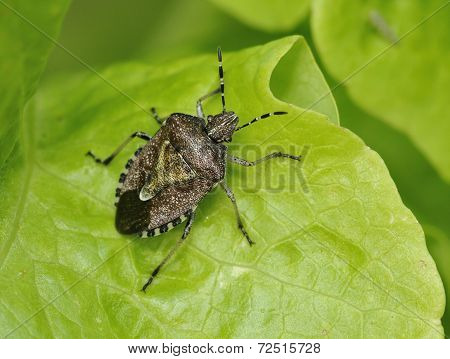 Hairy Shieldbug Or Sloe Bug
