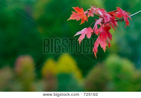 Folhas de bordo vermelho