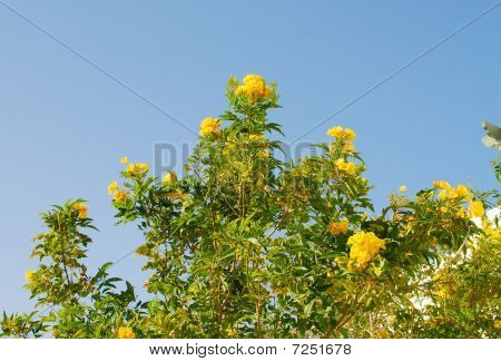 Árbol de la flor