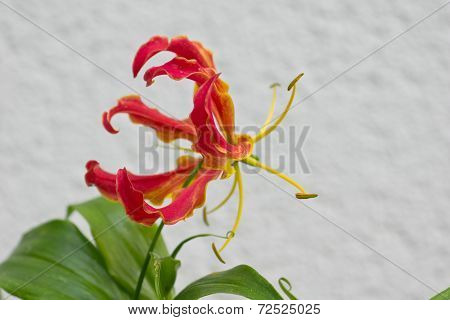 Gloriosa Superba or Climbing Lily