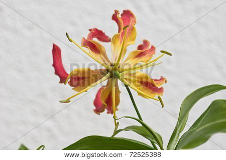 Gloriosa Superba or Climbing Lily