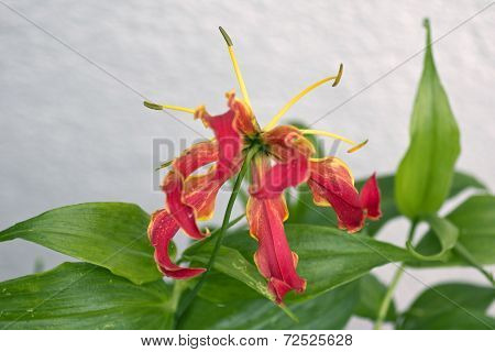 Gloriosa Superba or Climbing Lily