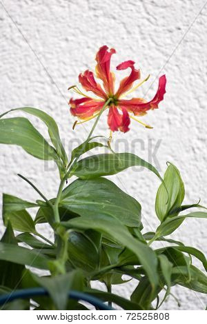 Gloriosa Superba or Climbing Lily