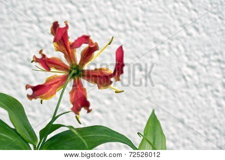 Gloriosa Superba or Climbing Lily