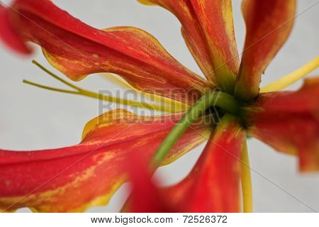 Gloriosa Superba or Climbing Lily