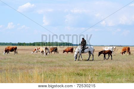 Home animals