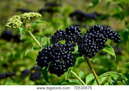 Sambucus ebulus