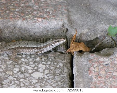 Lizard