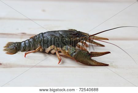 River Crayfish