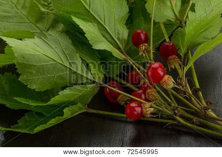Stone Bramble