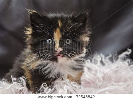 Gizmo