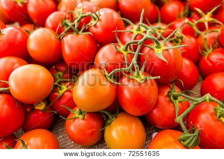 Red Tomatoes