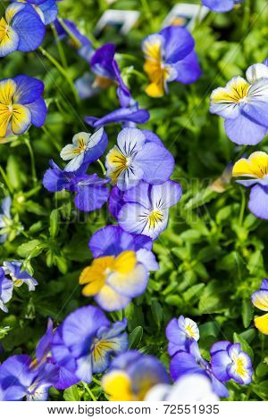 Pansy