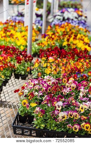Pansy