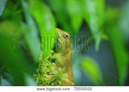 Chameleon