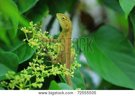 Chameleon